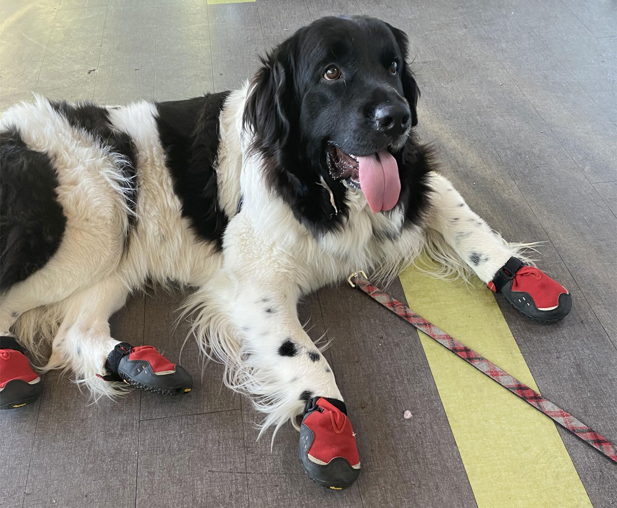 Dog_wearing_shoes